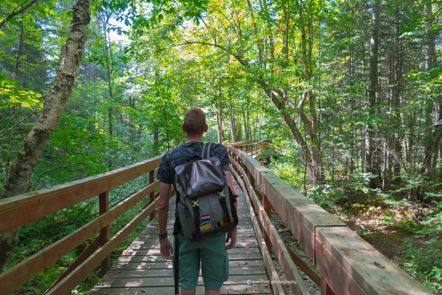 Passerelle en bois au milieu d'une forêt au Canada dans le Parc de La Tuque.